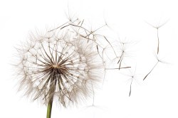 fotobehang paardebloem 159678158
